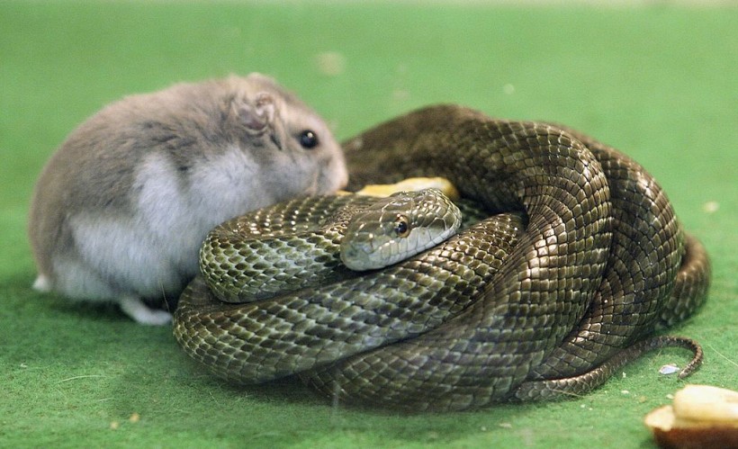 Hamster And Snake Form A Friendship At Tokyo Zoo