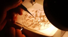 Summer Brings Threat Of Mosquito-Borne Diseases