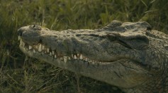  Nearly 10-Foot Alligator Found in Oklahoma Euthanized by Wildlife Officials: How Did it Get There?