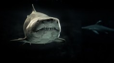 Non-Aggressive Great White Sharks Documented for the First Time Through a Unique Underwater Submarine