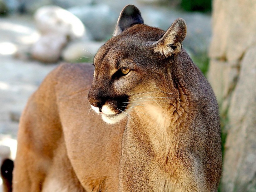  Puma Stalked Three Fishermen on UK Shore, Giving Them the Shock of Their Lives