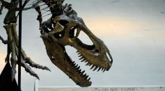 T-Rex Dinosaur Skeleton