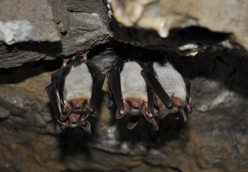  Zoonotic Virus Related to Ebola Detected in Bats in Hungary: Should People Be Worried of A New Pandemic?