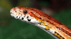  New Non-Venomous Snake Species Discovered in Paraguay, But Scientists Say They Are Endangered