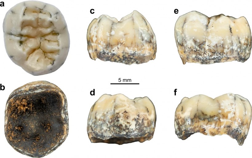Fig. 2: Views of the TNH2-1 specimen.
