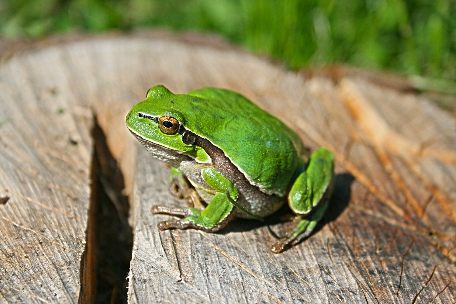 Why Do Frogs Mate With Food, Another Animal Species, or An Object? Here