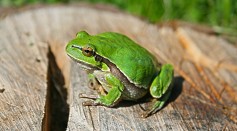 Frog Mating