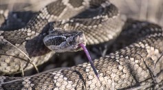  Snake Season is Here! How to Tell Their Differences Between Rattlesnakes and Gopher Snakes?