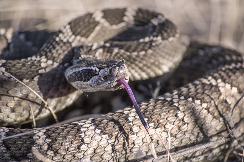  Snake Season is Here! How to Tell Their Differences Between Rattlesnakes and Gopher Snakes?