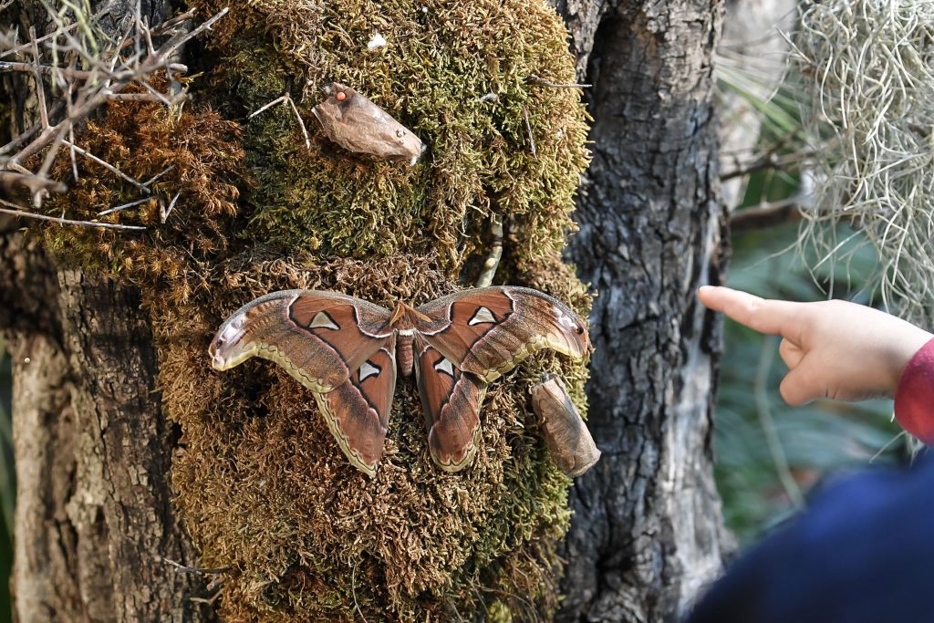 The Hercules Moth: The Moth That Doesn't Eat - Australian