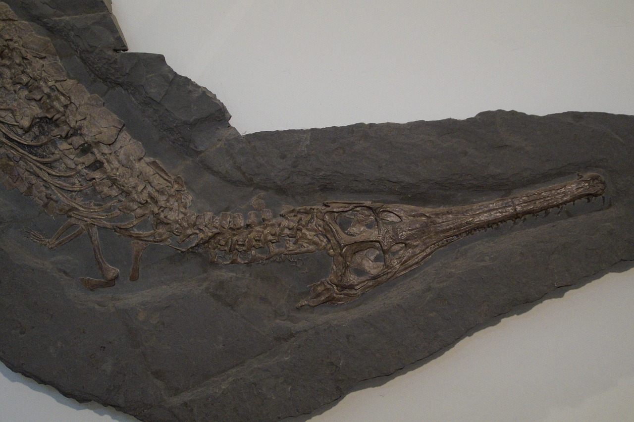 Hóa thạch 7 triệu năm tuổi được tìm thấy ở Peru Đã che lấp ánh sáng trên nguồn gốc biển của cá sấu hiện đại