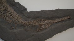  7-Million-Year-Old Fossil Found in Peru Shed Light on the Marine Origins of Crocodiles