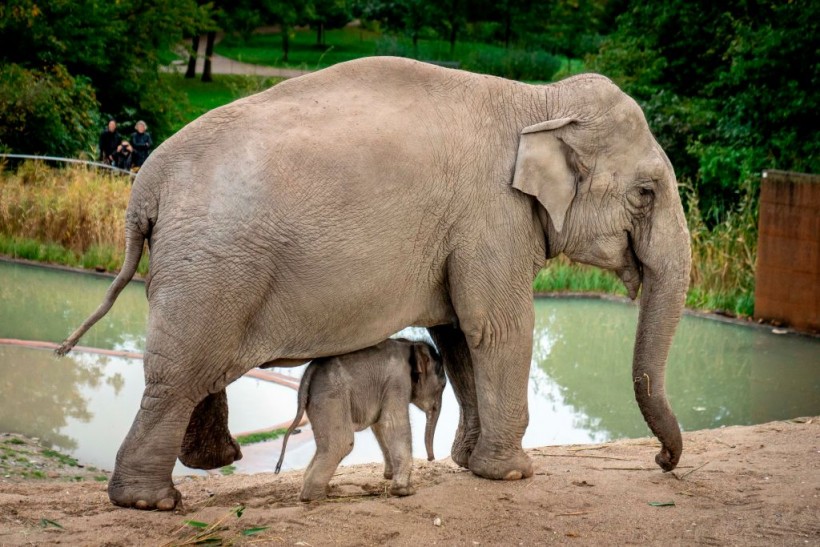 Mother Elephant