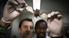 Bat in a Lab
