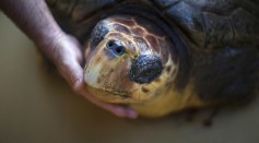 Sea Turtle Transferred From Israel to Turkey