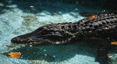 Alligator in Swimming Pool