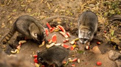  Raccoons, Vultures, Other Scavengers are Picky Eaters: Here's Why