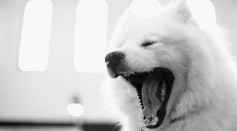 Yawning Animal