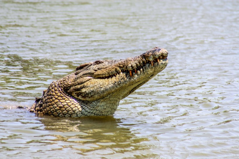  Celebrity Saltwater Crocodile 'Scarface' is Spotted With Worsening Health Condition in Australia