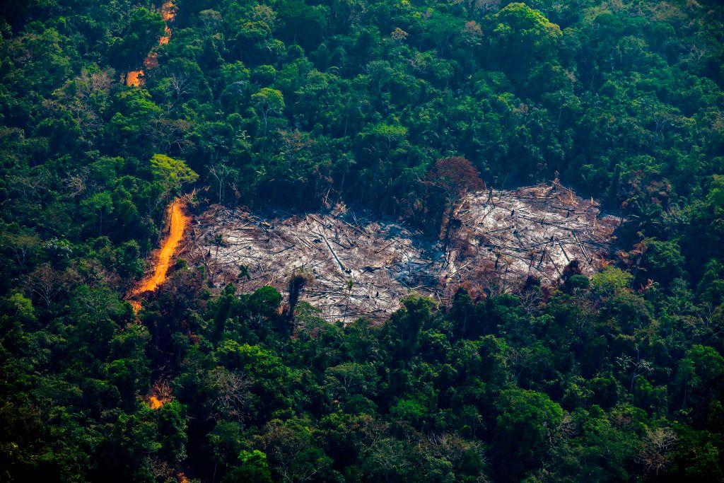 Deforestation in  Rainforest Threatens Indigenous Lands - The New  York Times