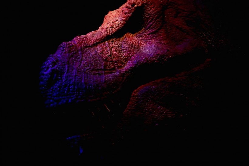 T rex named Trix at Naturalis Museum of Leiden