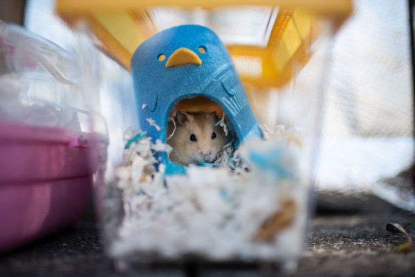HK Plans To Cull Hamsters For Covid Prevention