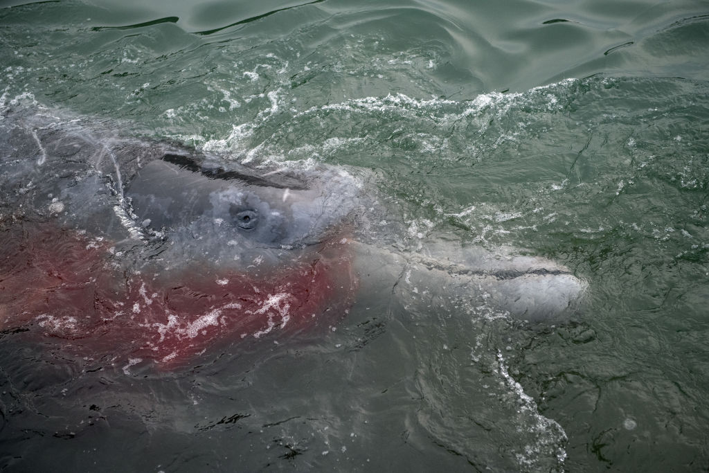 What Caused the Largest Known Mass Stranding of Stejneger's Beaked Whales?