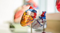 Scientists Identified Key Cells for Heart's Self-Healing Mechanism