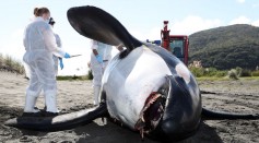 Scientists Investigate Cause Of Death Of Dead Orca On West Auckland Beach