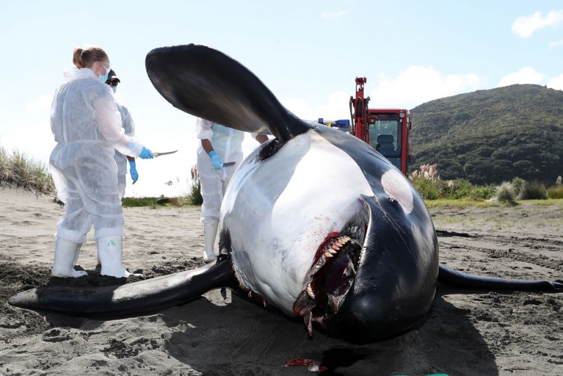 Scientists Investigate Cause Of Death Of Dead Orca On West Auckland Beach
