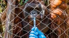 Orangutan-COVID-19 Vaccine