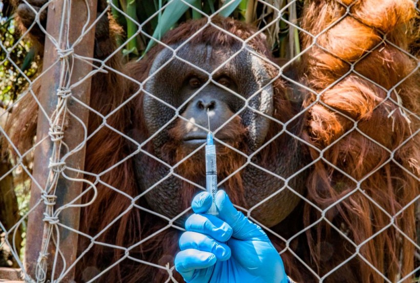 Orangutan-COVID-19 Vaccine