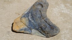  Megalodon Extinction Could Be Due to Competition of Resources With Great White Sharks, Fossil Records Reveal