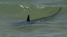 The fin of a shark breaks the surface ne