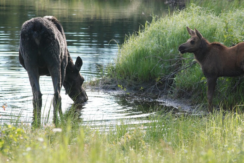  WATCH: Mama Moose Chases Down Hungry Grizzly Bear Who Ate Her Calf