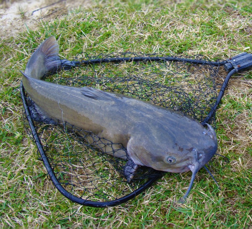  Mummified Catfish Has Been Resuscitated With A Splash of Water As Shown in Mind-Blowing Video