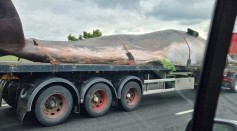 Beached Sperm Whale Appeared on M62 Highway, Massive Creatures Confuses Motorists