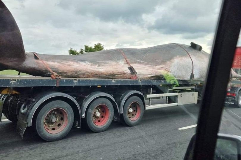 Beached Sperm Whale Appeared on M62 Highway, Massive Creatures Confuses Motorists