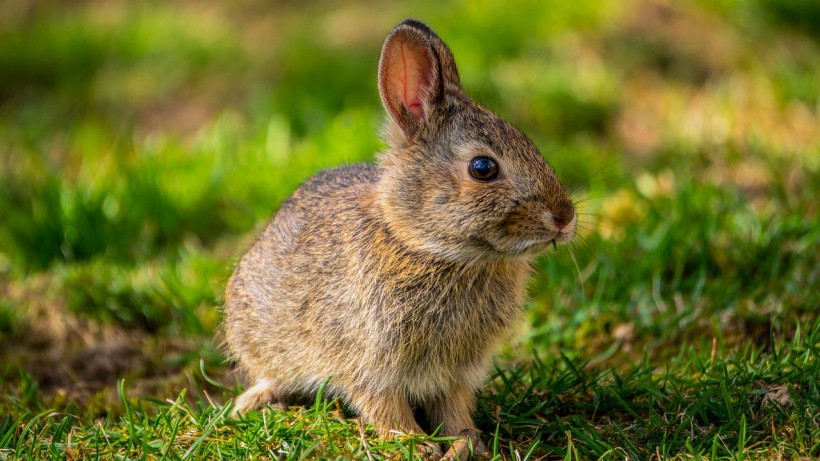  Tularemia Alert: First Human Case of the Rare Rabbit Fever Detected in A Child in Pueblo Country