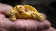 Albino Galapagos Giant Tortoise Baby