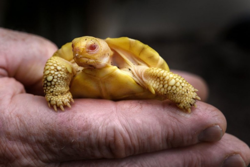 Albino Galapagos Giant Tortoise Baby