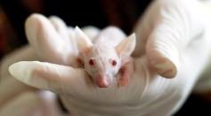  New Process of Changing the Colors of Mouse's Tissue in Imaging Gives Better Visual of Its Internal Physiology