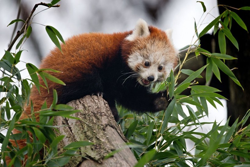 Red Pandas: Are They Nearing Extinction? Researcher Tells More About ...