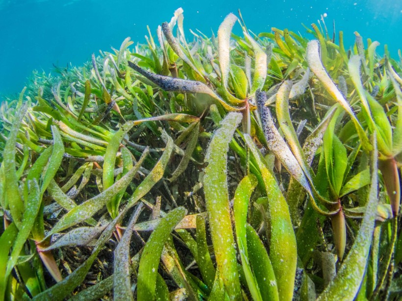  4,500-Year-Old Seagrass is World's Largest Plant That Can Clone Itself, Researchers Claim