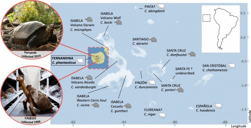 Fig. 1: Map of the Galapagos Archipelago, indicating the approximate locations on Fernandina Island where the Chelonoidis phantasticus individuals were found in 1906 and 2019.
