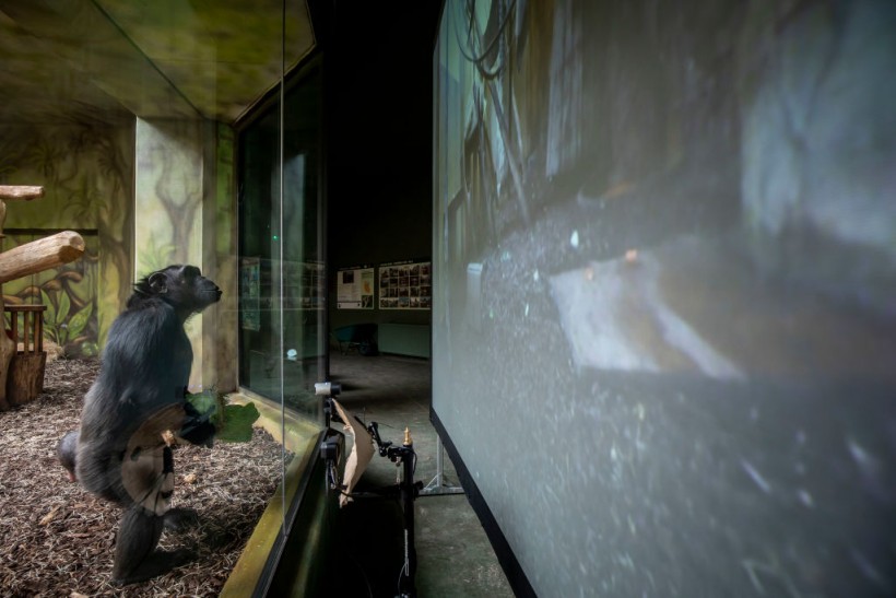 Chimps Entertained With Online Streaming Between Zoos