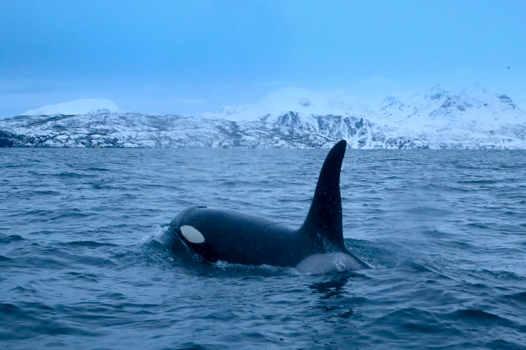 Killer Whales Attack: Orcas 'Fighting Like Dogs' Attack Sailor, Rip ...