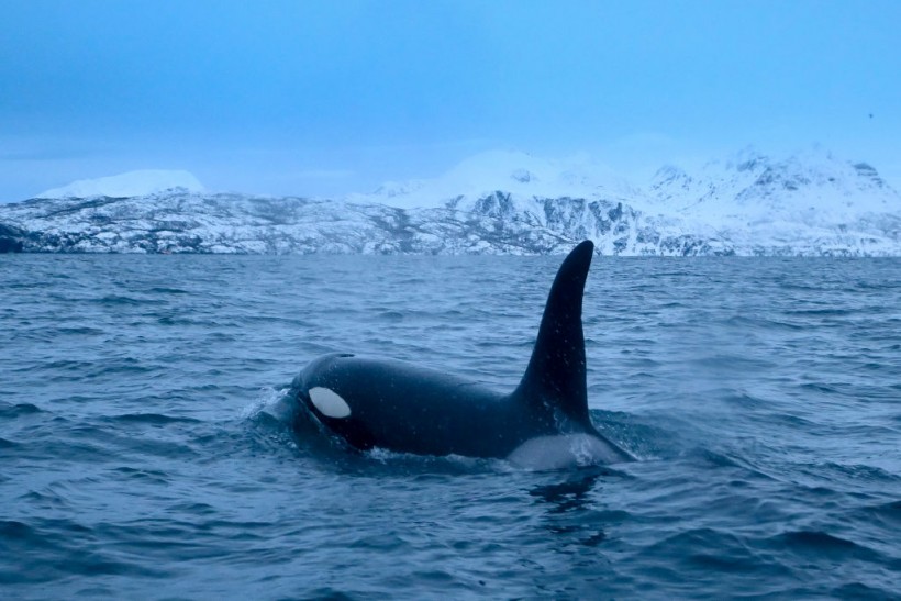 TOPSHOT-NORWAY-ARCTIC-ENVIRONMENT-ANIMALS-ORCAS