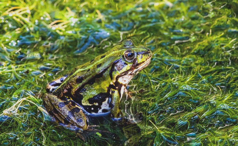  More Than 8,000 Iron Age Frog Bones Found in A Ditch Near Cambridge, Baffling Experts