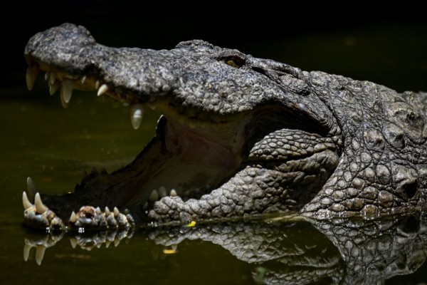 Indian Locals Banned to Do Rituals in River After Crocodile Devoured 3  People | Science Times